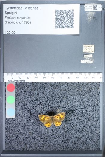 Media type: image;   Entomology 74077